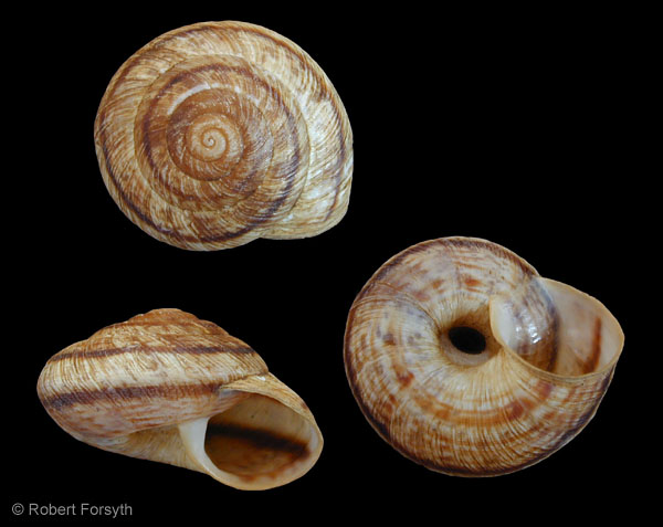 Photo of Oreohelix strigosa by <a href="http://www.mollus.ca/">Robert  Forsyth</a>